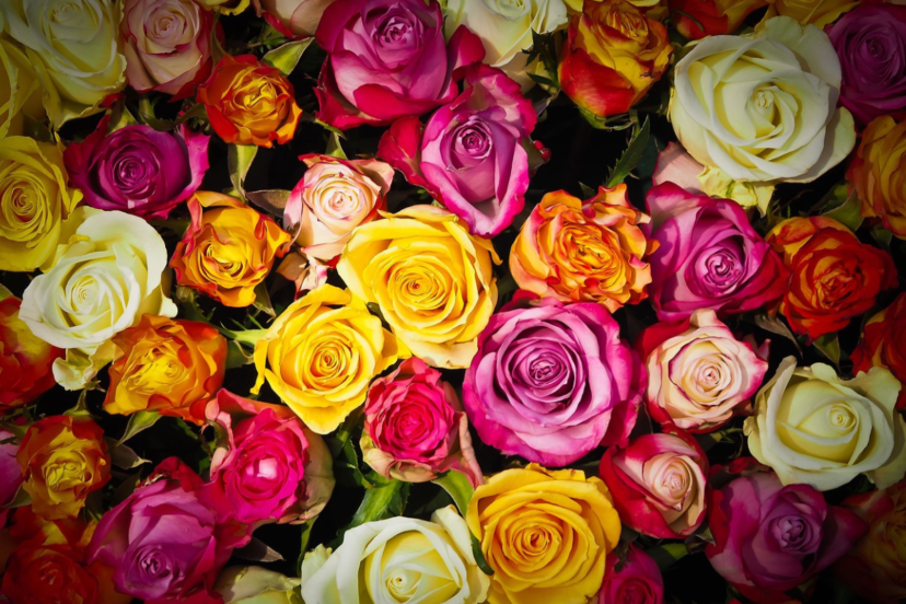 Hydroponic Roses: Cultivating Beauty in Water - Gardening Maven