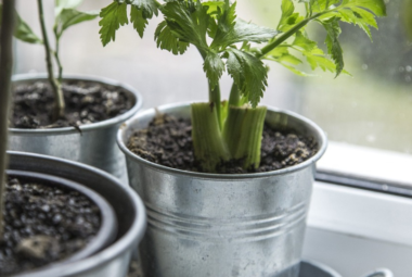 indoor vegetable gardening