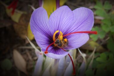 hydroponic saffron