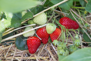 straw bale gardening