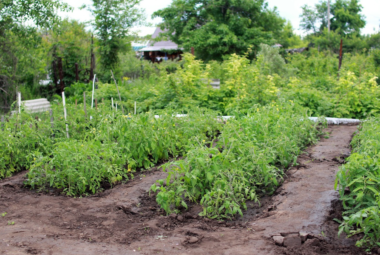 vegetable gardening