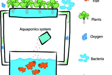 hydroponic fish tank