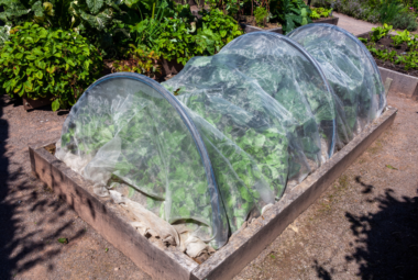 cloche gardening