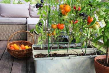 container vegetable gardening