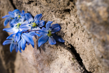 crevice gardening