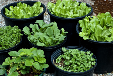 vegetable container gardening for beginners