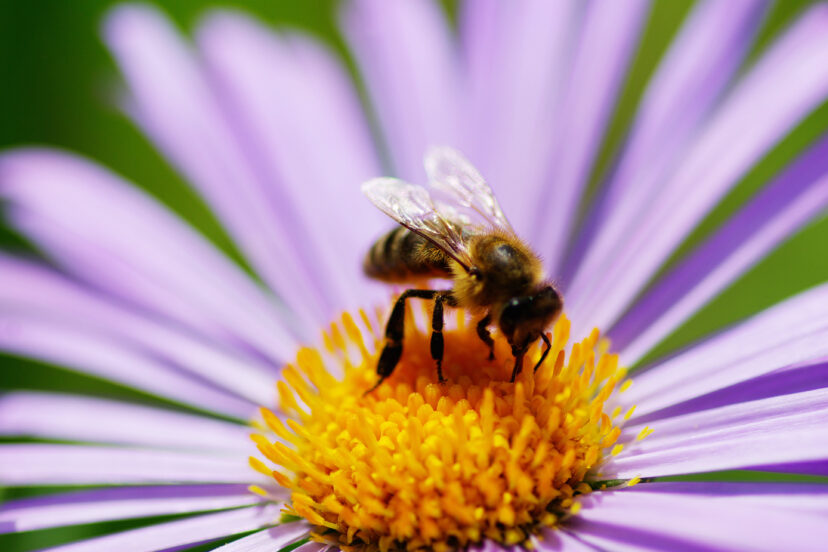 pollinator gardening