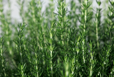 rosemary gardening