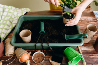 tray gardening