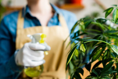 spray bottle gardening