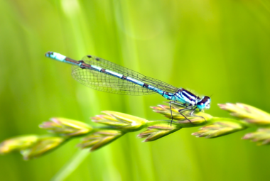 dragonfly gardening