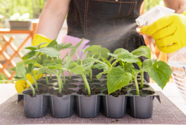 baking soda gardening