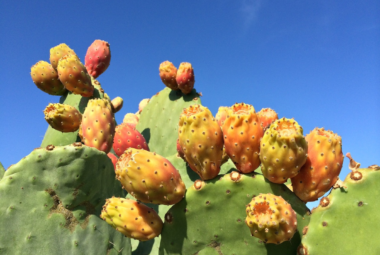 cactus gardening