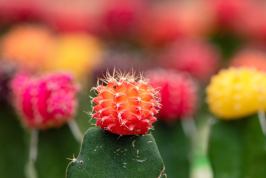 desert gardening