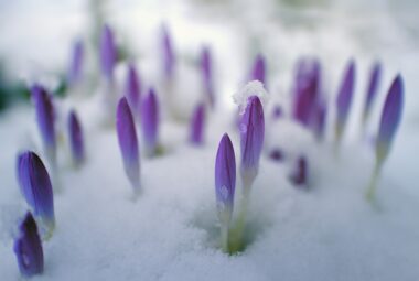 snow gardening