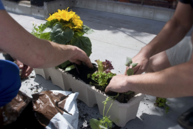 guerilla gardening