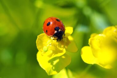 natural gardening