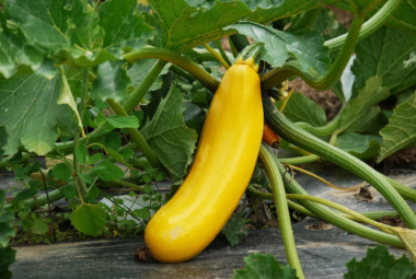 squash gardening