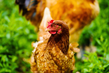 chicken gardening