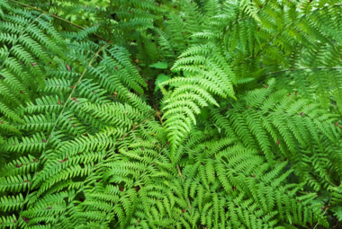 gardening with ferns