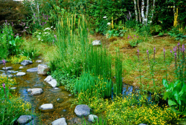 bog gardening