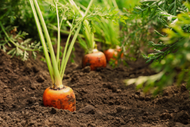 gardening in sandy soil