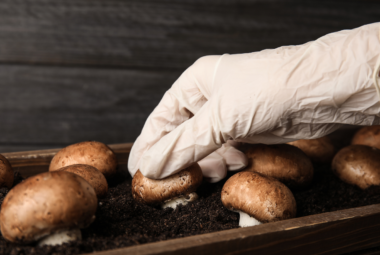 gardening mushrooms