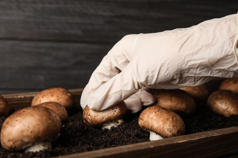 gardening mushrooms