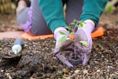 backyard gardening