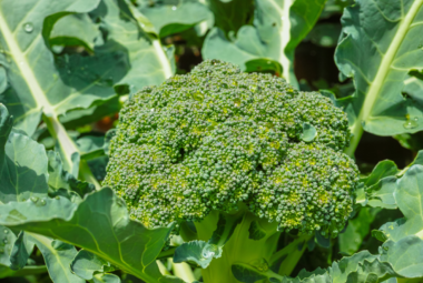 broccoli gardening