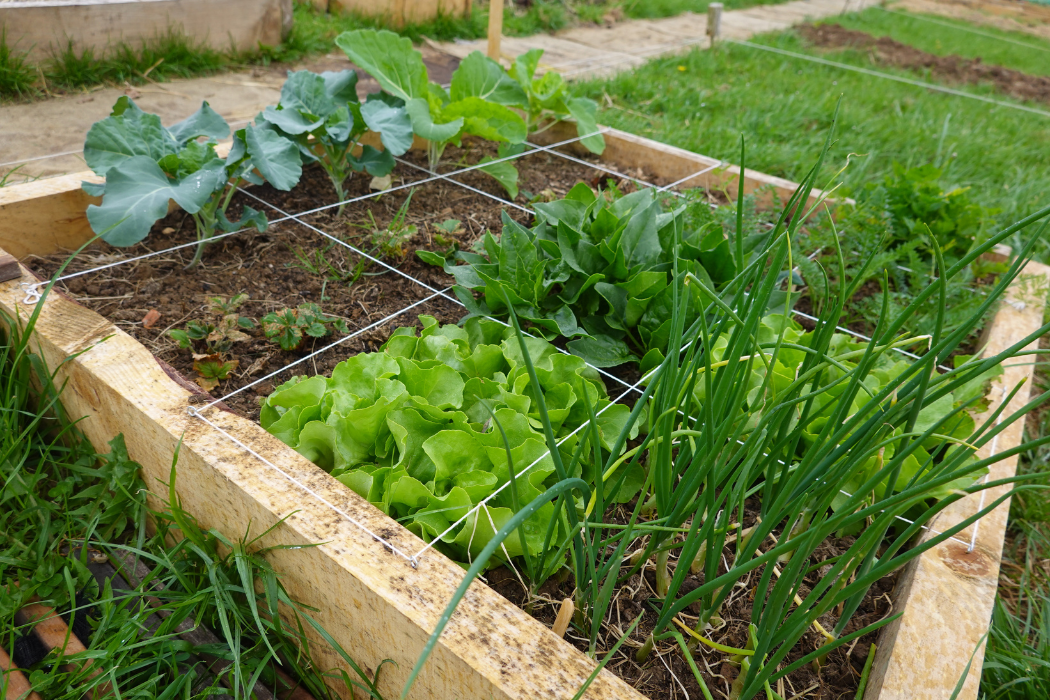Sqft Gardening Efficient Use Of Small Spaces Gardening Maven sqft-gardening-efficient-use-of-small-spaces-gardening-maven