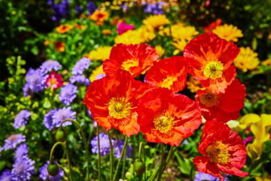 flower gardening