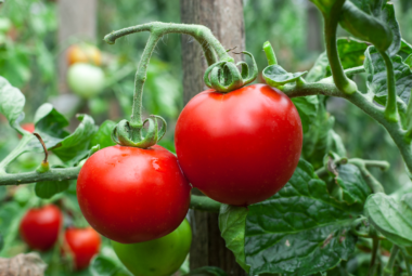 tomato gardening