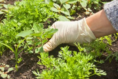 biodynamic gardening