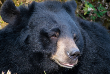 bear gardening