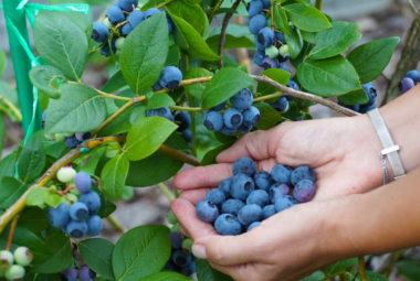 berry gardening