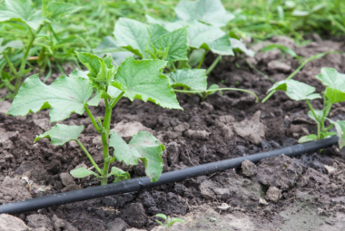 water wise gardening