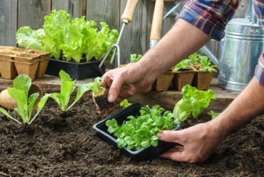 gardening lettuce
