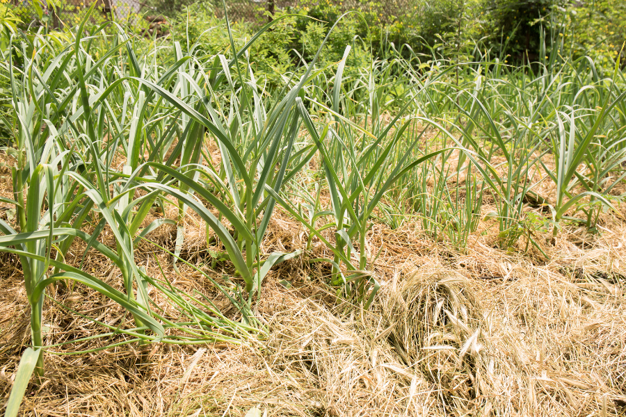 Introduction to Gardening in Hay - Gardening Maven