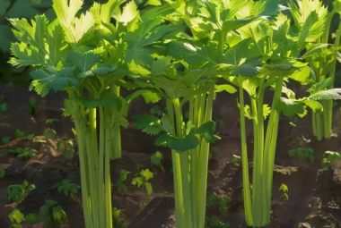 gardening celery