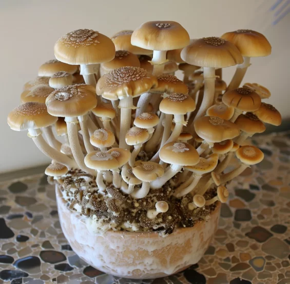 mushroom gardening