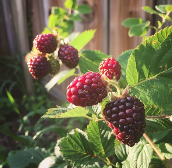 gardening berries