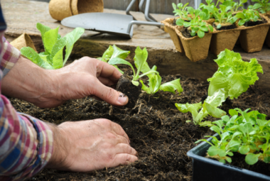 no dig gardening for beginners