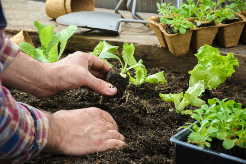 no dig gardening for beginners