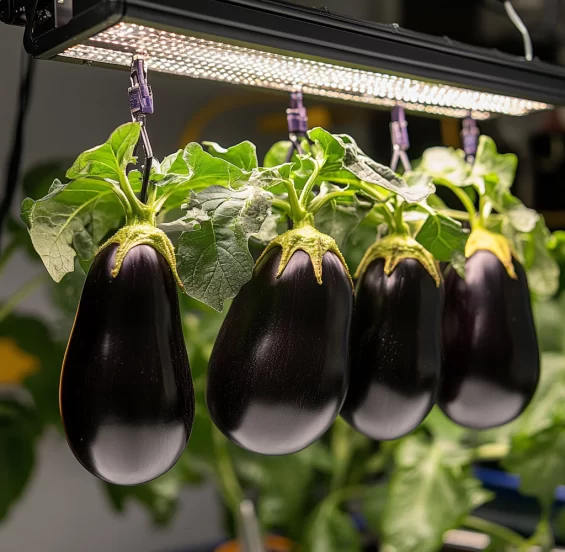 hydroponic eggplant